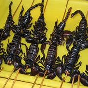 Fried Scorpion