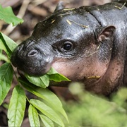 Hippo (Pygmy)