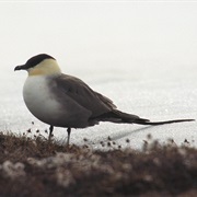 Long-Tailed Jaeger
