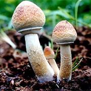 Try Mushrooms
