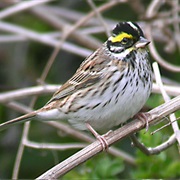 Yellow-Browed Bunting