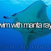 Swim With Manta Rays
