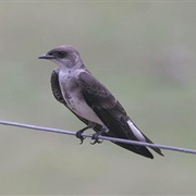 Brown-Chested Martin