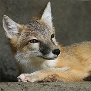 Kit (Swift) Fox