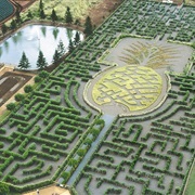 Dole Plantation Maze