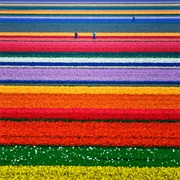 Tulip Fields in Netherlands