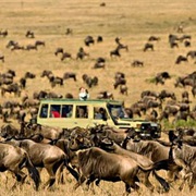 See the Great Migration