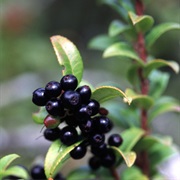 Evergreen Huckleberry (Vaccinium Ovatum)