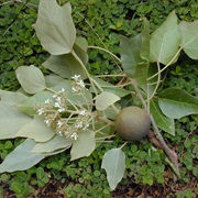 Candlenut (Aleurites Moluccanus)