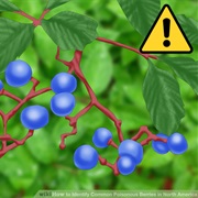 Identify Poisonous &amp; Edible Plants