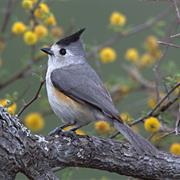 Black-Crested Titmouse