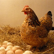 Raise Chickens and Eat Fresh Eggs