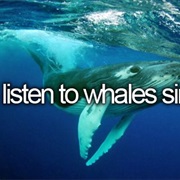 Listen to Whales Sing
