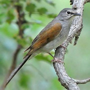 Brown-Backed Solitaire