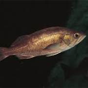 Widow Rockfish (Aka: Widowfish)