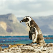 See the Penguins at Boulders Beach