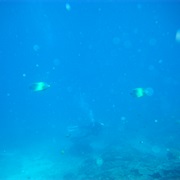 Dive With Hammerheads