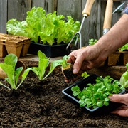Take Care of a Vegetable Garden