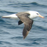 Black-Browed Albatross