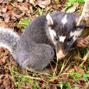 Javan Ferret-Badger