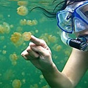 Kakaban Island With Stingless Jellyfish