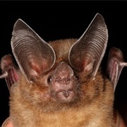 Jamaican Greater Funnel-Eared Bat