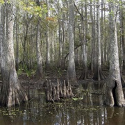 Pearl River Wildlife Management Area