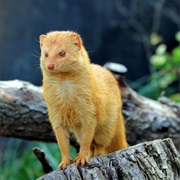 Somali Slender Mongoose
