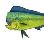 Mahi (Dolphin Fish)