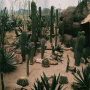 Have a Cactus Garden