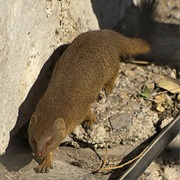 Angolan Slender Mongoose