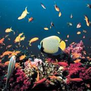 Coral Reef in Eilat (Red Sea)