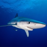 Blue Shark (Aka: Blue Whaler, Great Blue Shark)