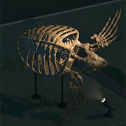 Archelon Skull