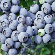 Go to a Blueberry Farm