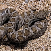 Santa Catalina Island Rattlesnake