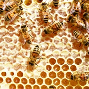 Extract Honey From a Bee Hive