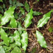 Aniseed Myrtle (Syzygium Anisatum)