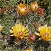 Prickly-Pear Cactus
