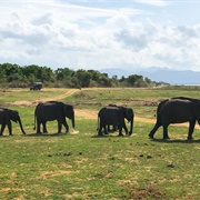 Uda Walawe National Park, Sri Lanka