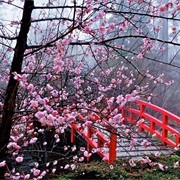 Hanami (Cherry Blossom Festival), Japan