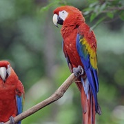 Spot a Scarlet Macaw in Costa Rica&#39;s Corcovado Rainforest