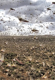 A Plague of Locusts (Joel)