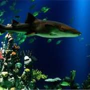 The Deep Aquarium