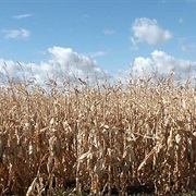 Harvest a Cornfield