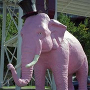 Pinky the Elephant, Marquette