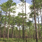 Withlacoochee State Forest, Florida