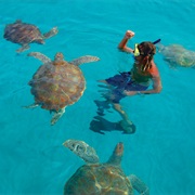 Swimming With Turtles in Barbados