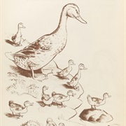 Mrs. Mallard and Ducklings