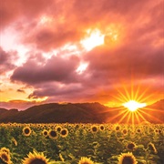 Sunflower Fields of the Dakotas